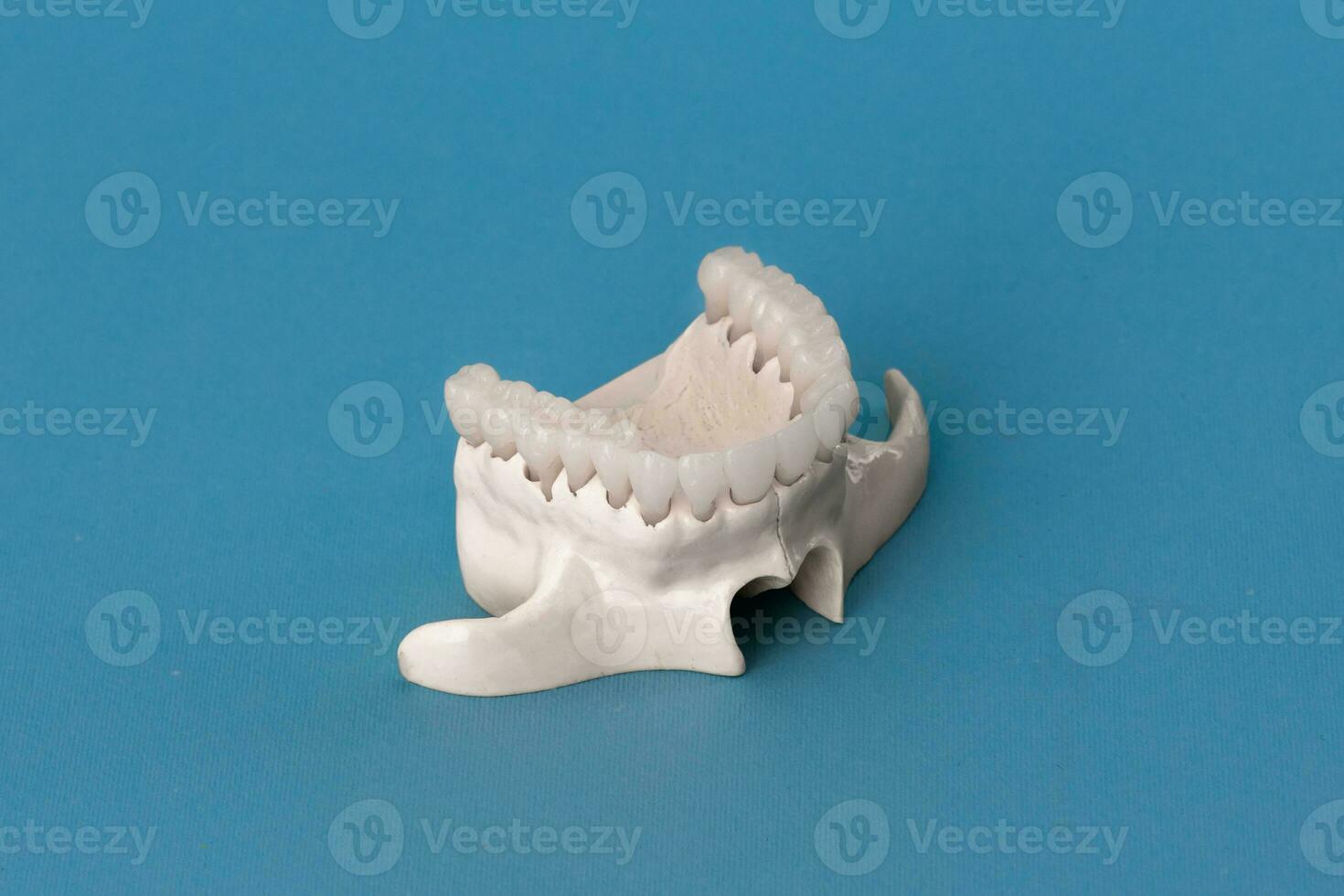 Upper human jaw with teeth anatomy model isolated on blue background. Healthy teeth, dental care and orthodontic medical concept. photo