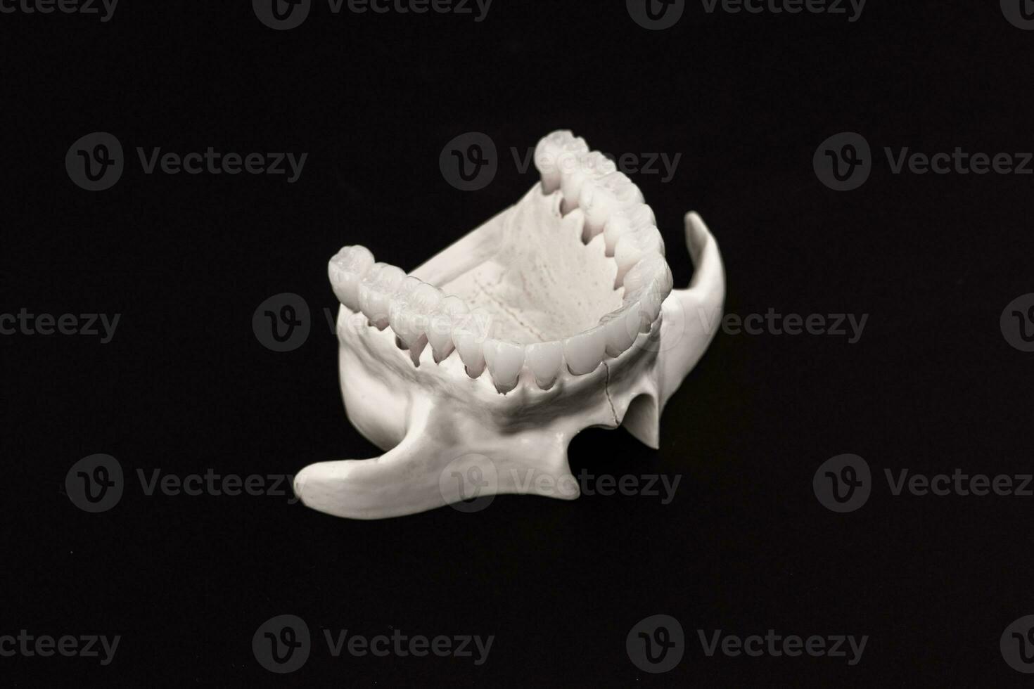 Lower human jaw with teeth anatomy model isolated on black background. Healthy teeth, dental care and orthodontic medical concept. photo