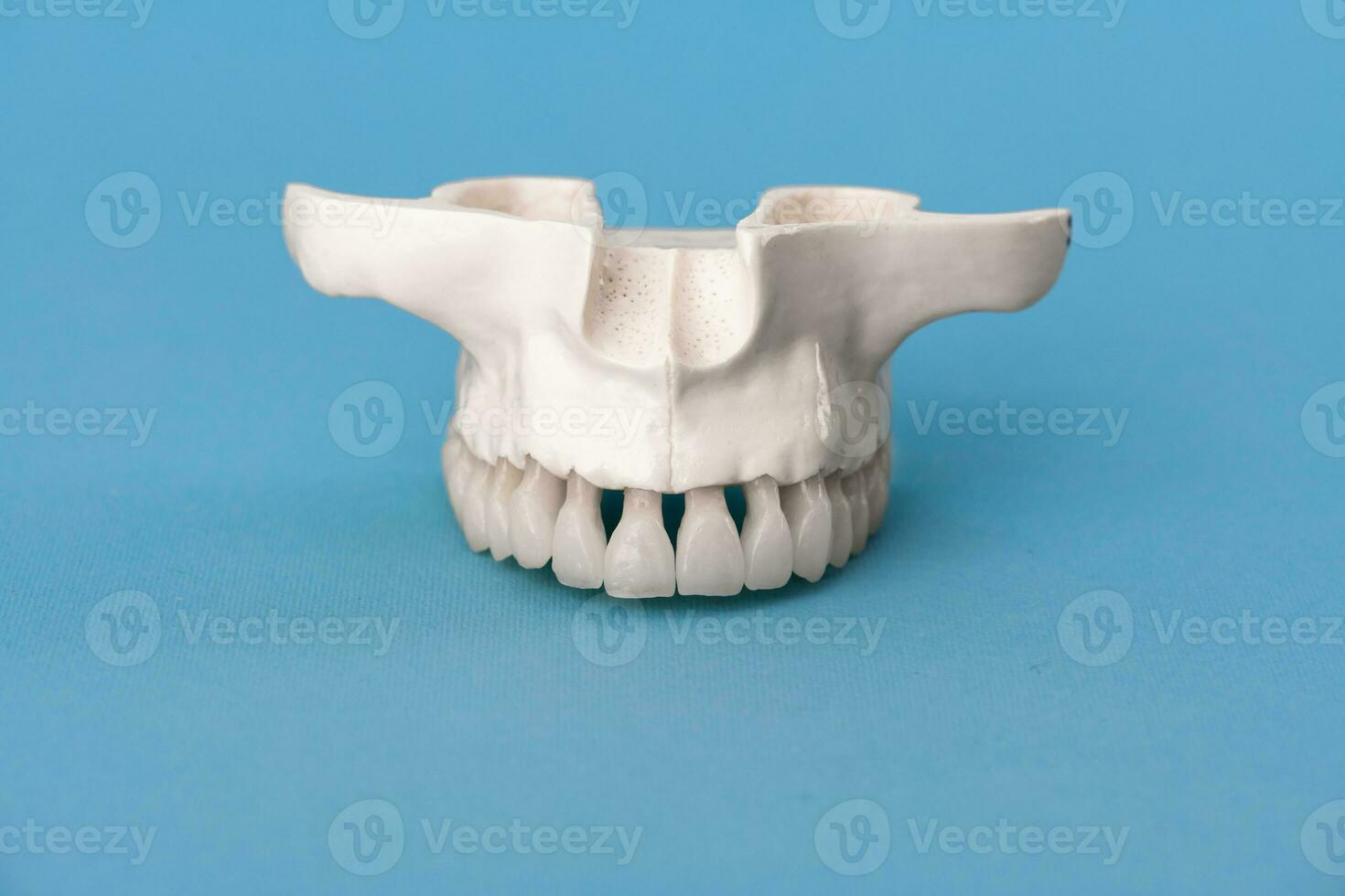 Upper human jaw with teeth anatomy model isolated on blue background. Healthy teeth, dental care and orthodontic medical concept. photo