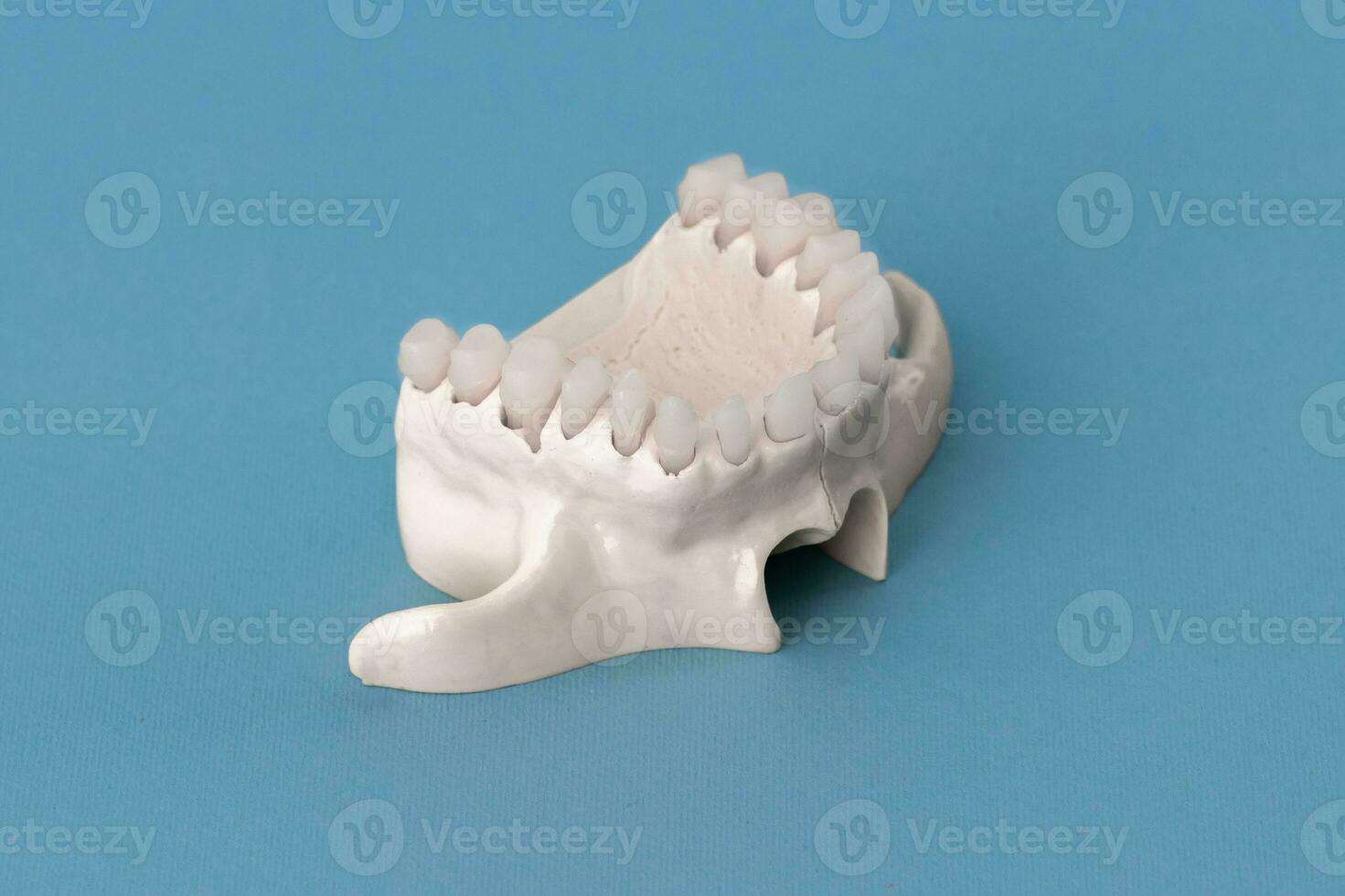 Upper human jaw with teeth anatomy model isolated on blue background. Healthy teeth, dental care and orthodontic medical concept. photo