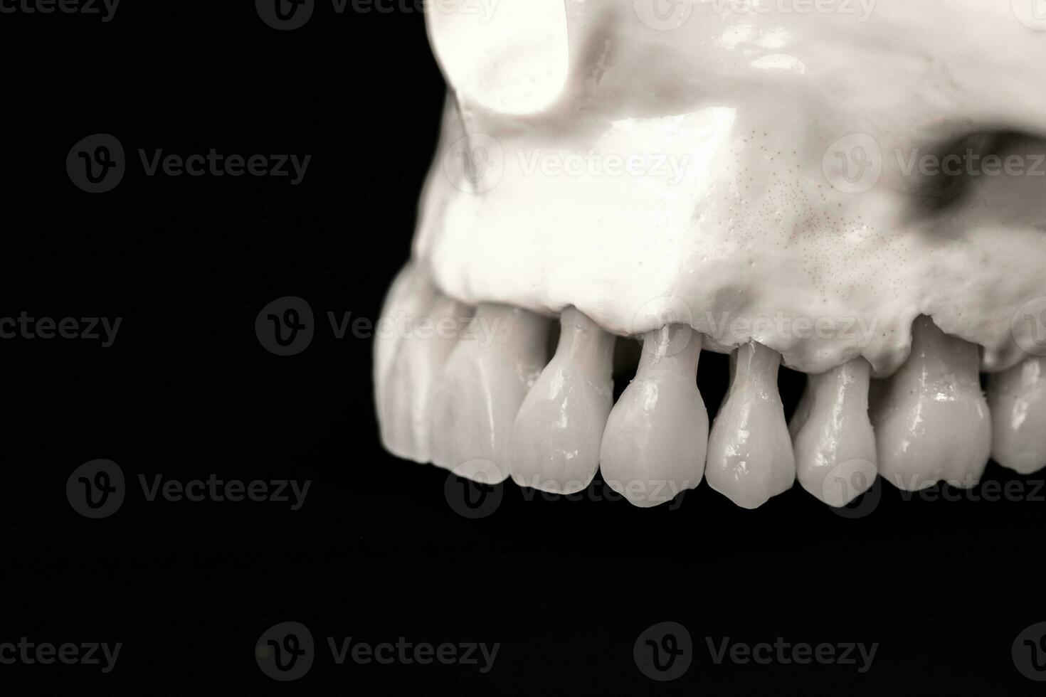 Lower human jaw with teeth anatomy model isolated on black background. Healthy teeth, dental care and orthodontic medical concept. photo