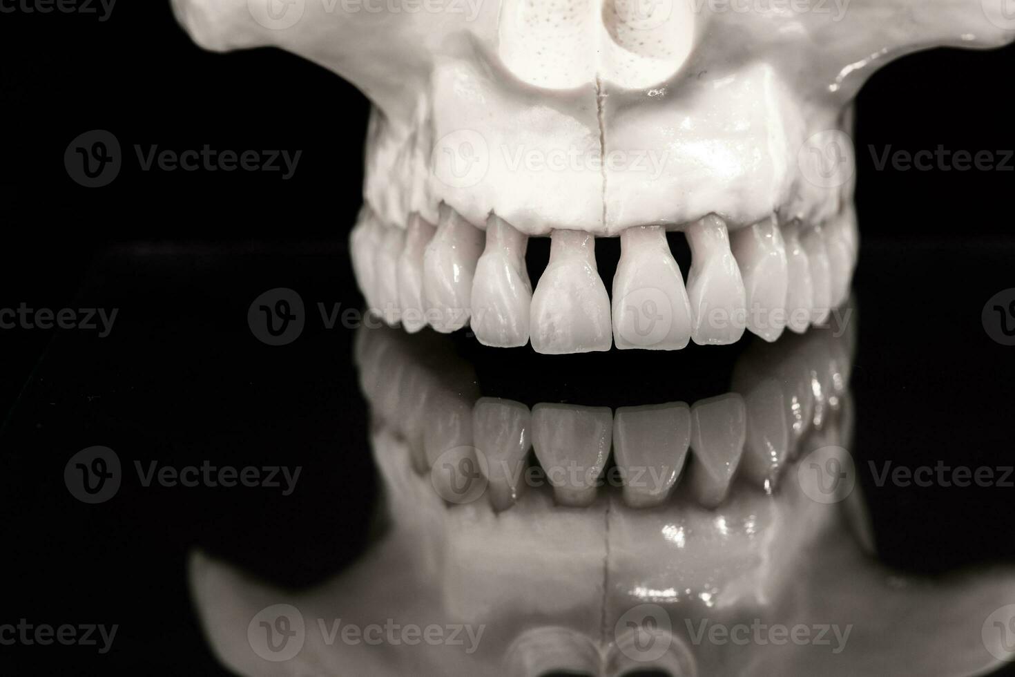 Superior humano mandíbula con un reflexión en el vaso anatomía modelo solado en azul antecedentes. sano dientes, dental cuidado y ortodoncia médico concepto. foto