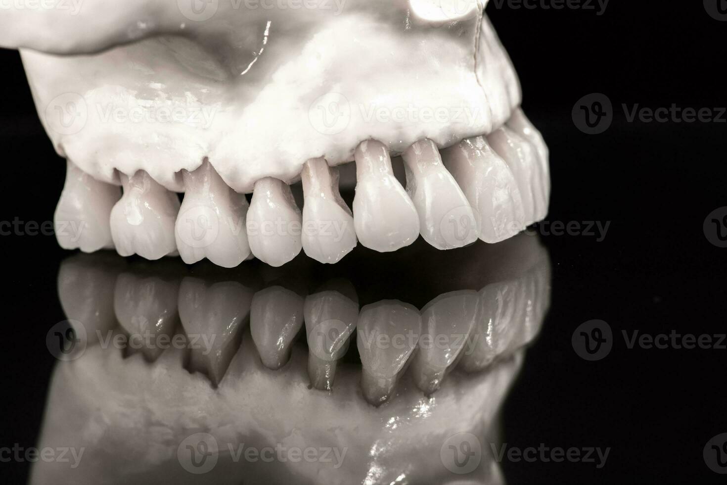 Upper human jaw with a reflection on the glass anatomy model solated on blue background. Healthy teeth, dental care and orthodontic medical concept. photo