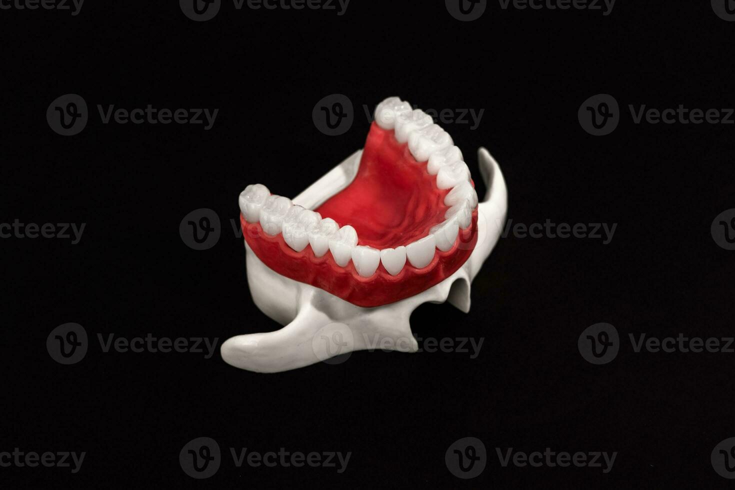 Lower human jaw with teeth anatomy model isolated on black background. Healthy teeth, dental care and orthodontic medical concept. photo