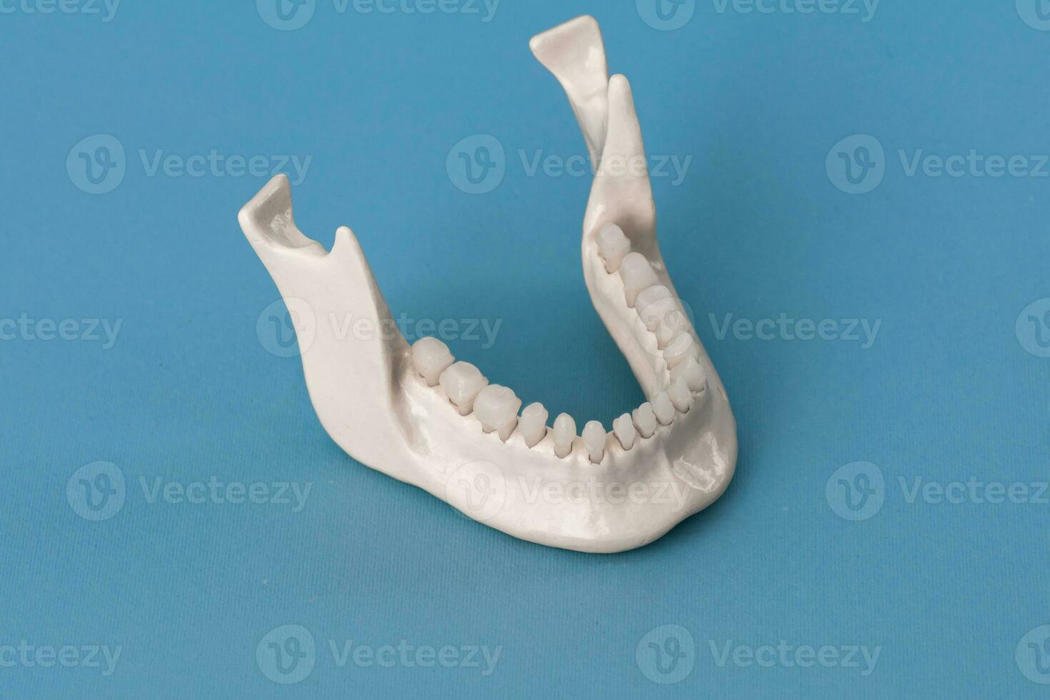 Lower human jaw with teeth anatomy model isolated on blue background. Healthy teeth, dental care and orthodontic medical concept. photo