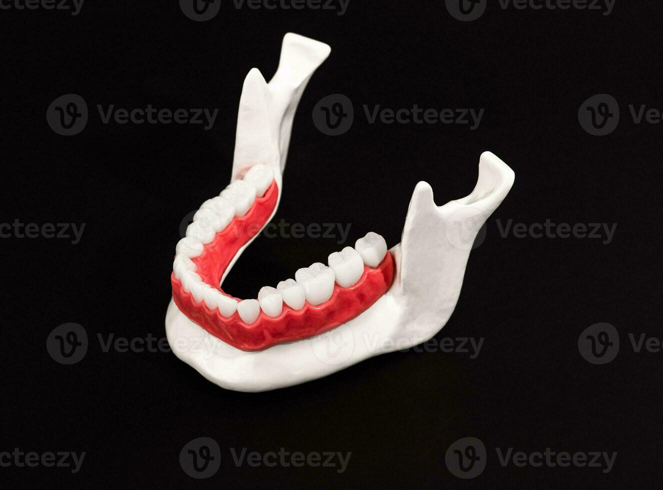 Lower human jaw with teeth and gums anatomy model isolated on blue background. Healthy teeth, dental care and orthodontic medical healthcare concept. photo