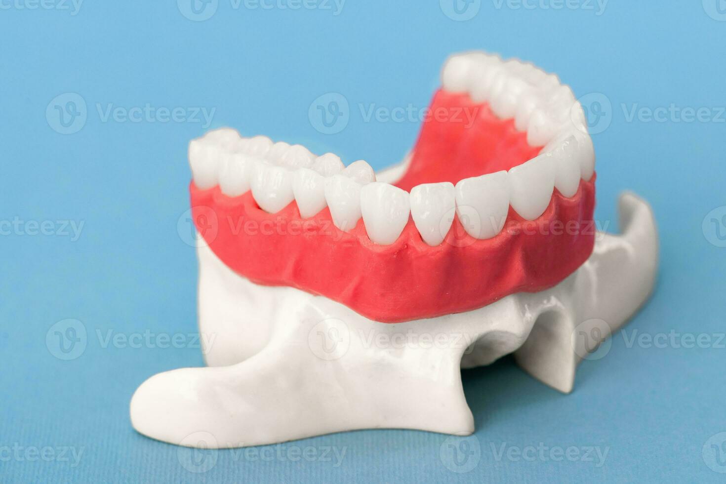 Upper human jaw with teeth anatomy model isolated on blue background. Healthy teeth, dental care and orthodontic medical concept. photo