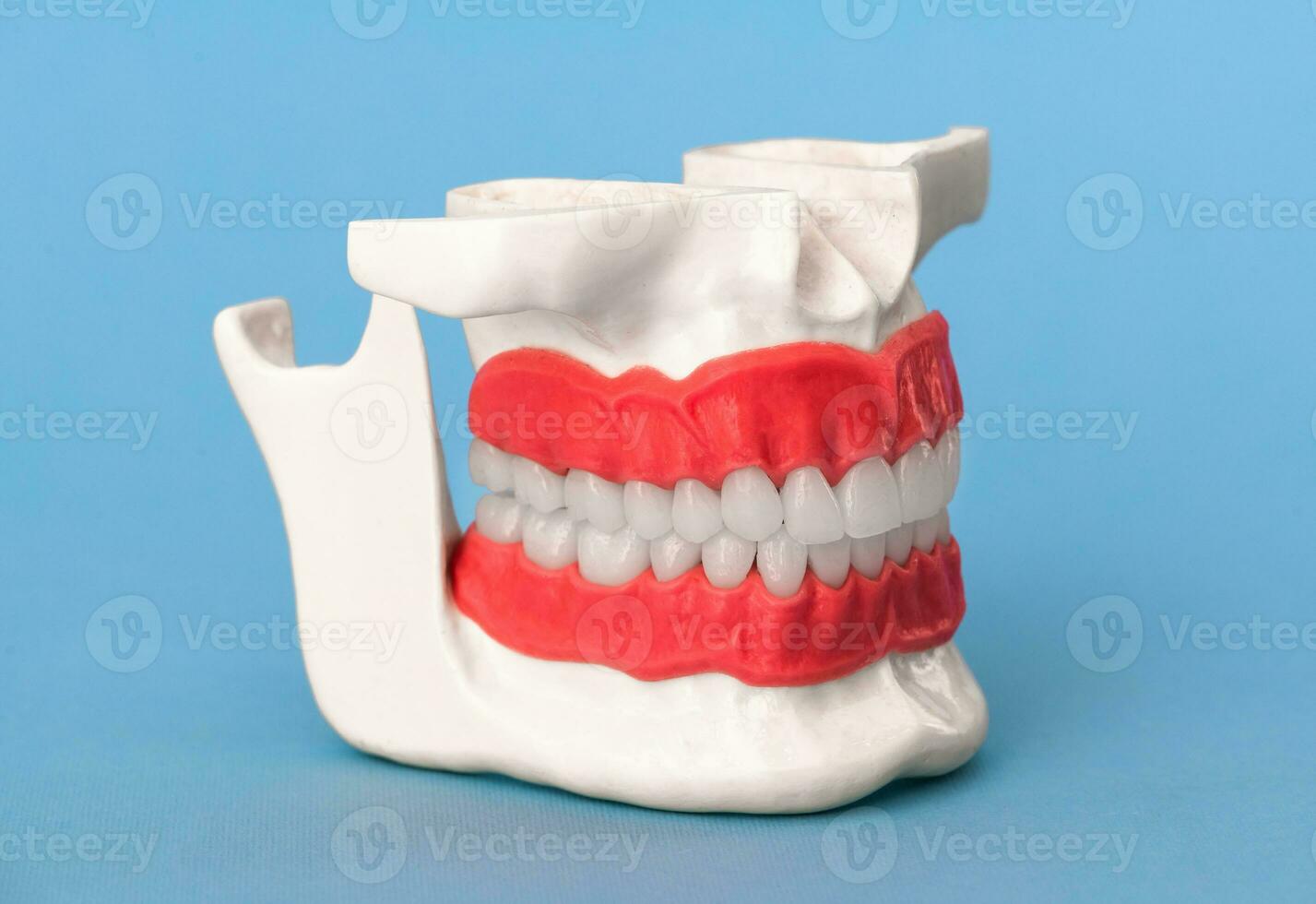 Human jaw with teeth and gums anatomy model isolated on blue background. Healthy teeth, dental care and orthodontic medical healthcare concept photo