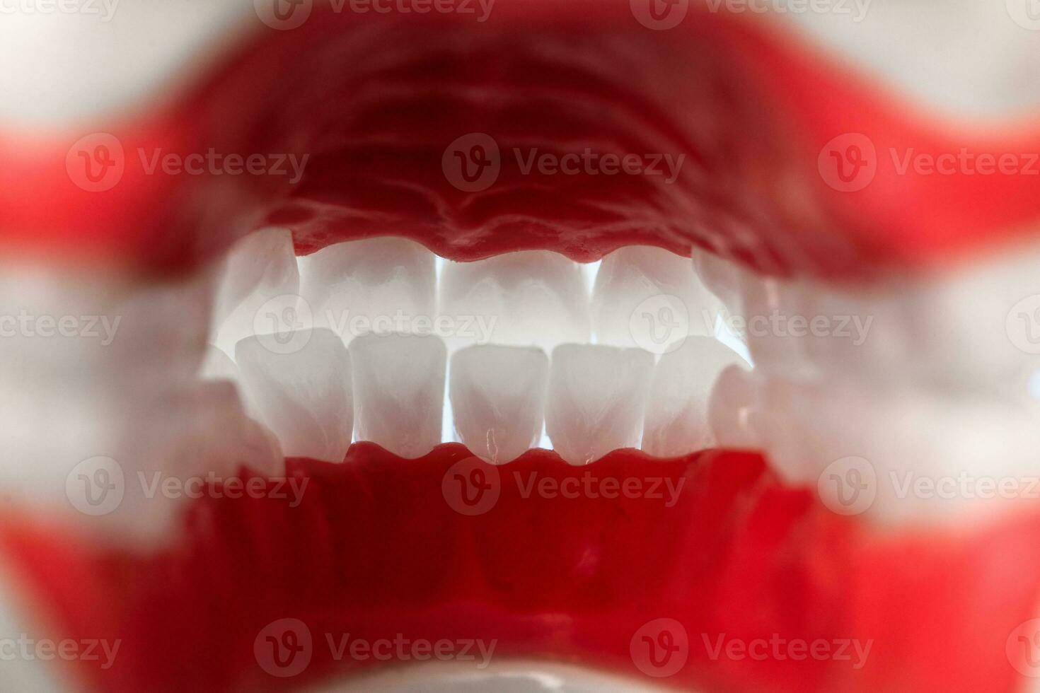 Human jaw with teeth and gums anatomy model isolated on blue background. View from inside. Healthy teeth, dental care and orthodontic medical healthcare concept. photo