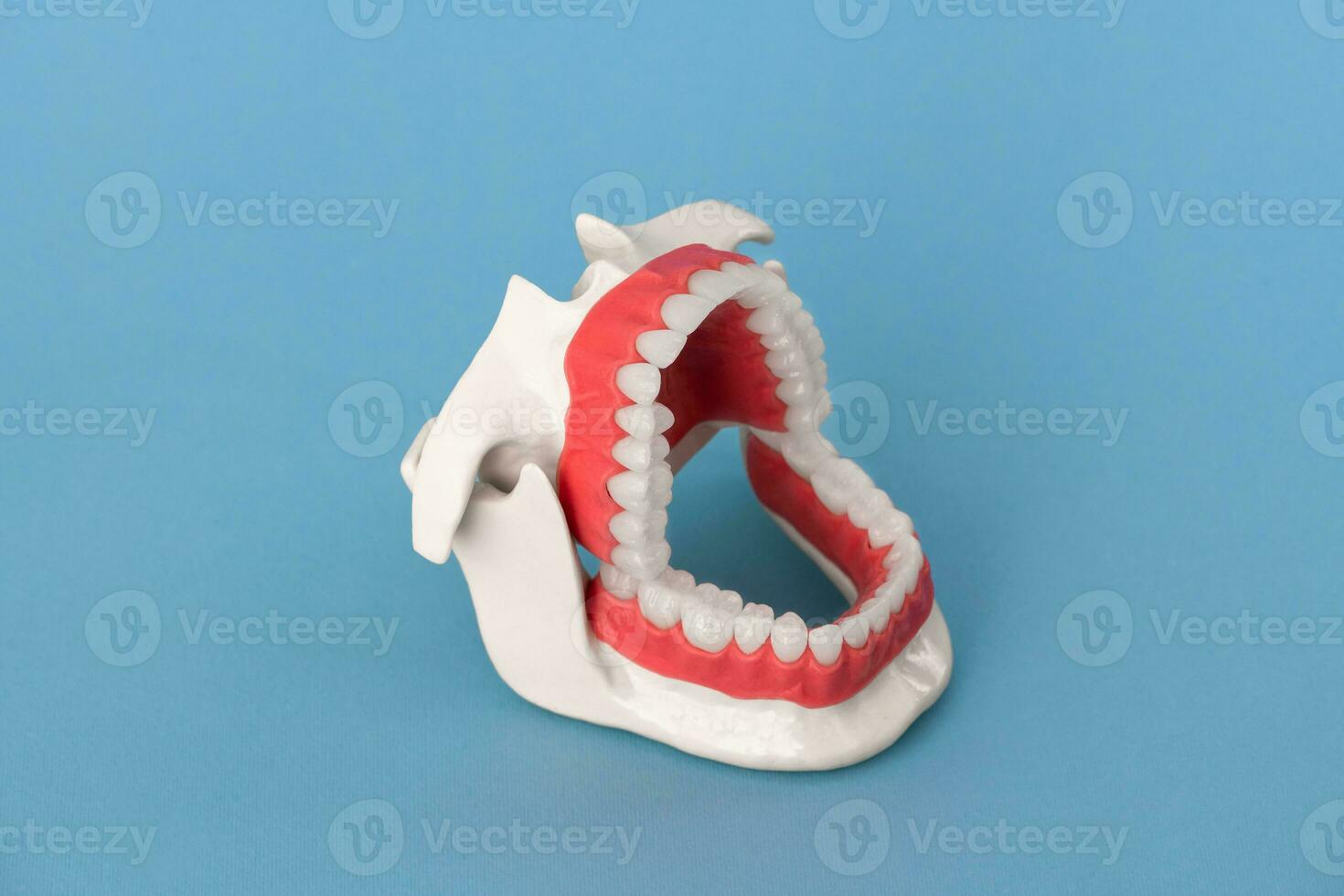 Human jaw with teeth and gums anatomy model isolated on black background. Opened jaw position. Healthy teeth, dental care, and orthodontic medical healthcare concept. photo