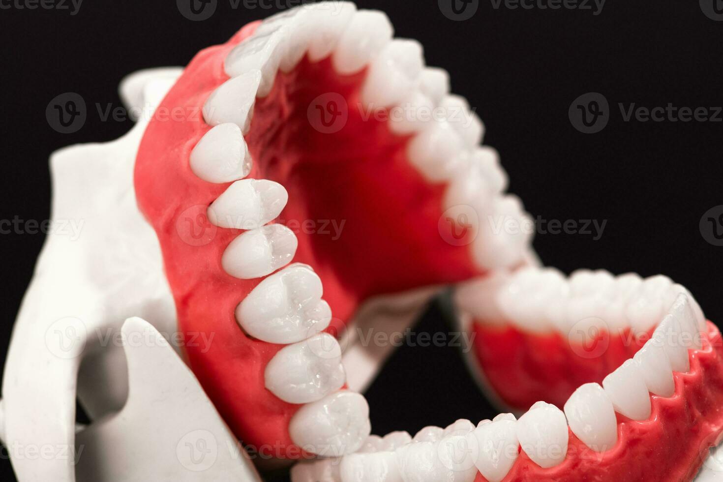 Human jaw with teeth and gums anatomy model isolated on black background. Opened jaw position. Healthy teeth, dental care, and orthodontic medical healthcare concept. photo