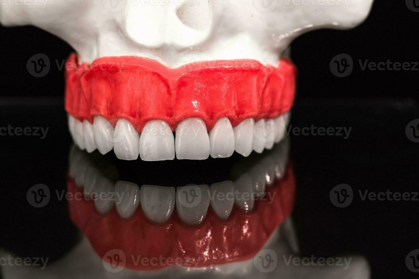 Lower human jaw with teeth anatomy model isolated on black background. Healthy teeth, dental care and orthodontic medical concept. photo