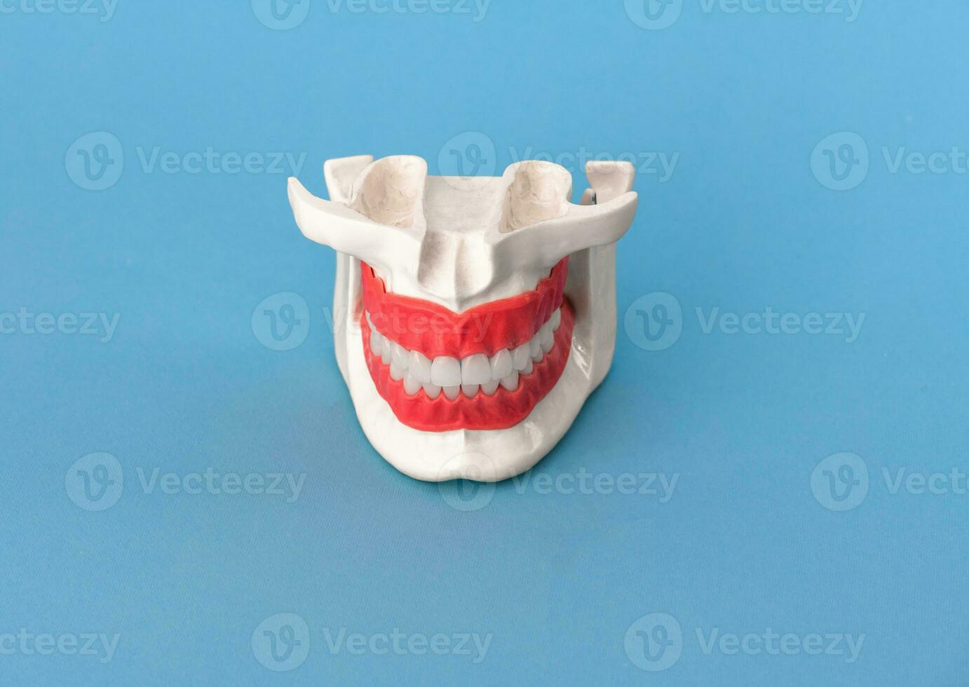 Human jaw with teeth and gums anatomy model isolated on blue background. Healthy teeth, dental care and orthodontic medical healthcare concept photo