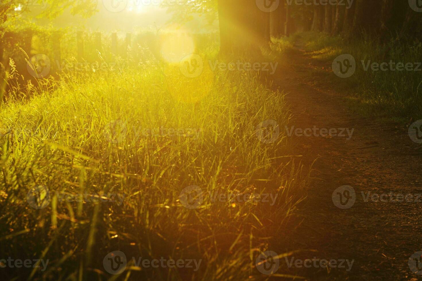 sunrise in beautiful alley photo