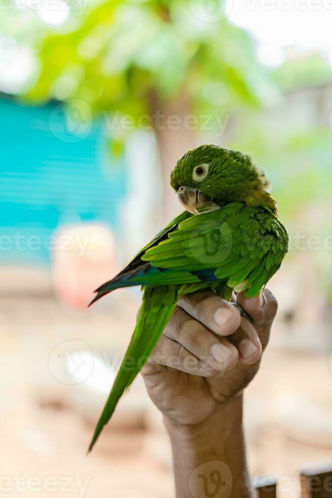 mano participación un pequeño perico. melopsittacus undulatus o además conocido como el común verde perico, posando foto