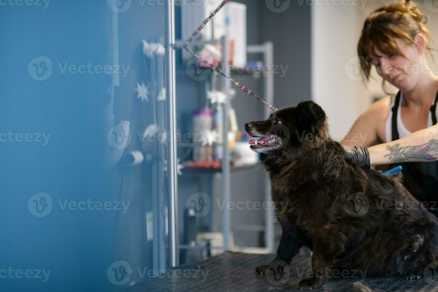 pet hairdresser woman cutting fur of cute black dog photo