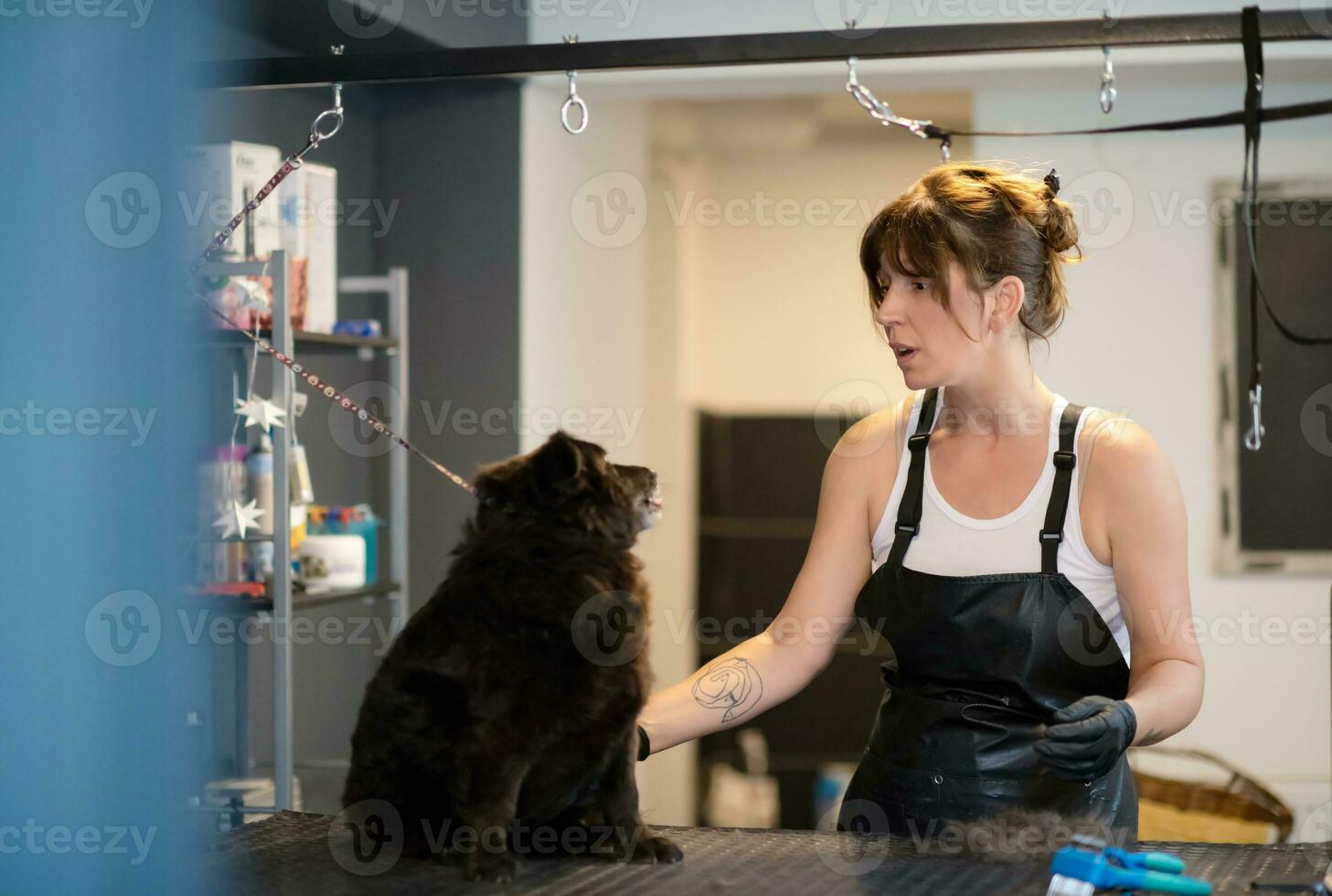 peluquero de mascotas mujer cortando pieles de lindo perro negro foto