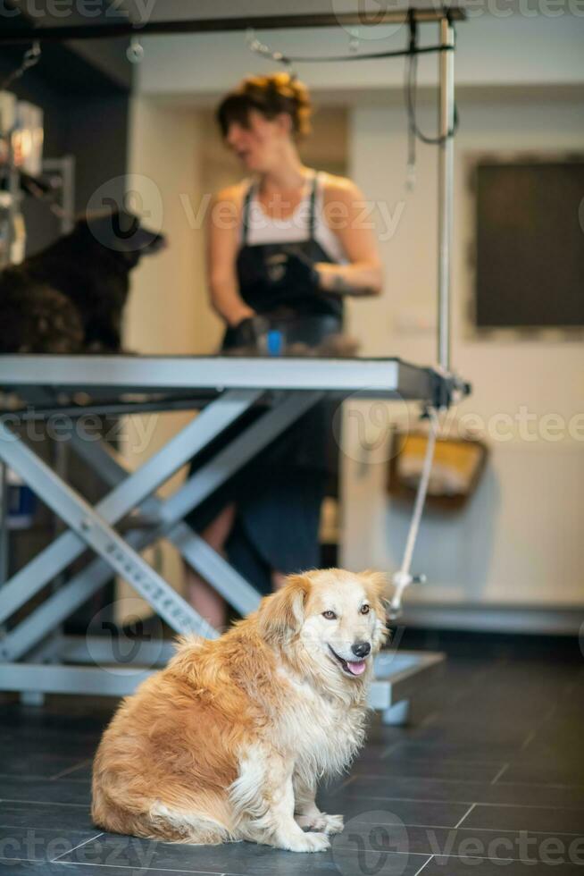 pet hairdresser woman cutting fur of cute black dog photo