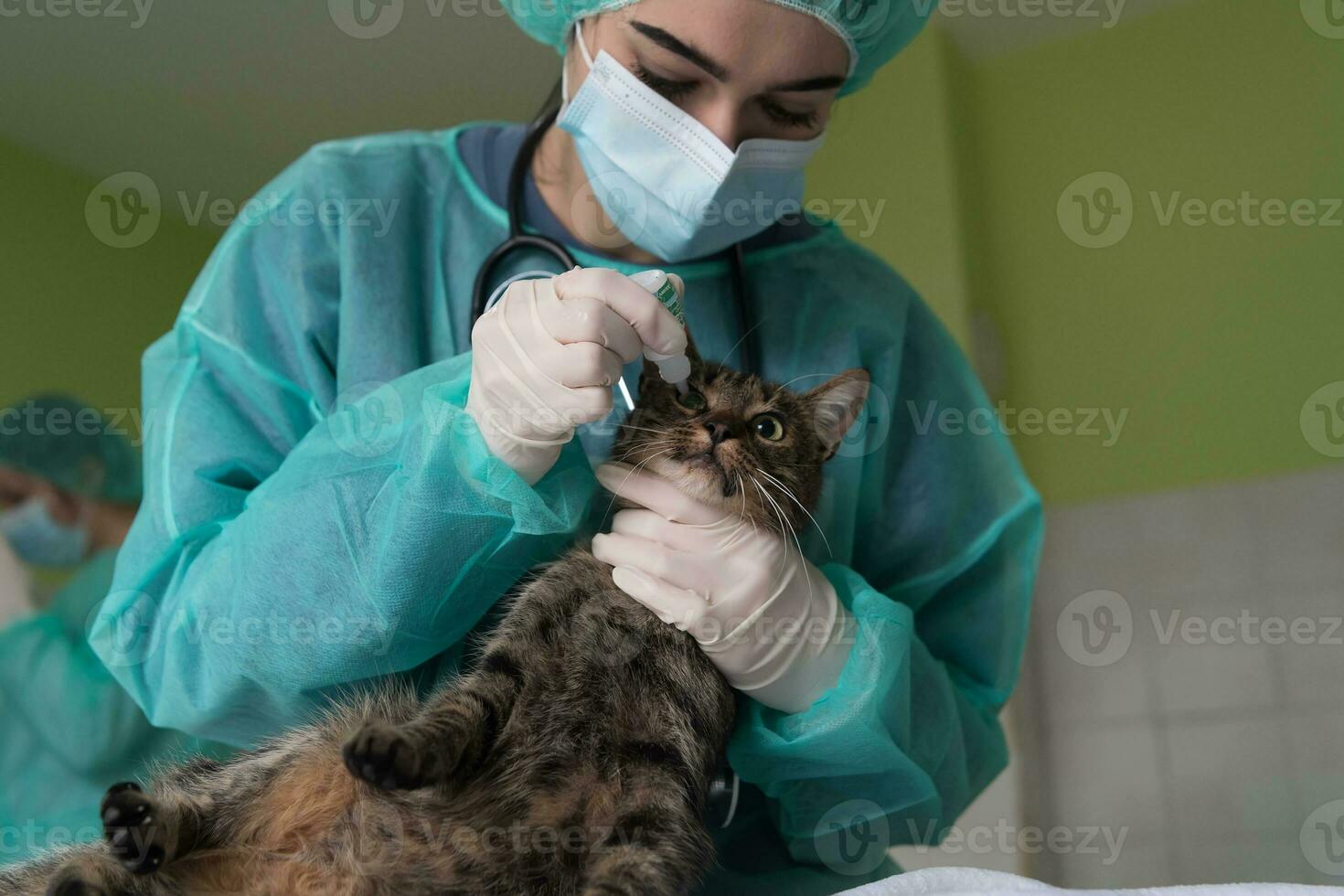 Female surgeon or doctor at the animal hospital preparing cute sick cat for surgery, putting drops in cat eyes to protect during treatment. photo