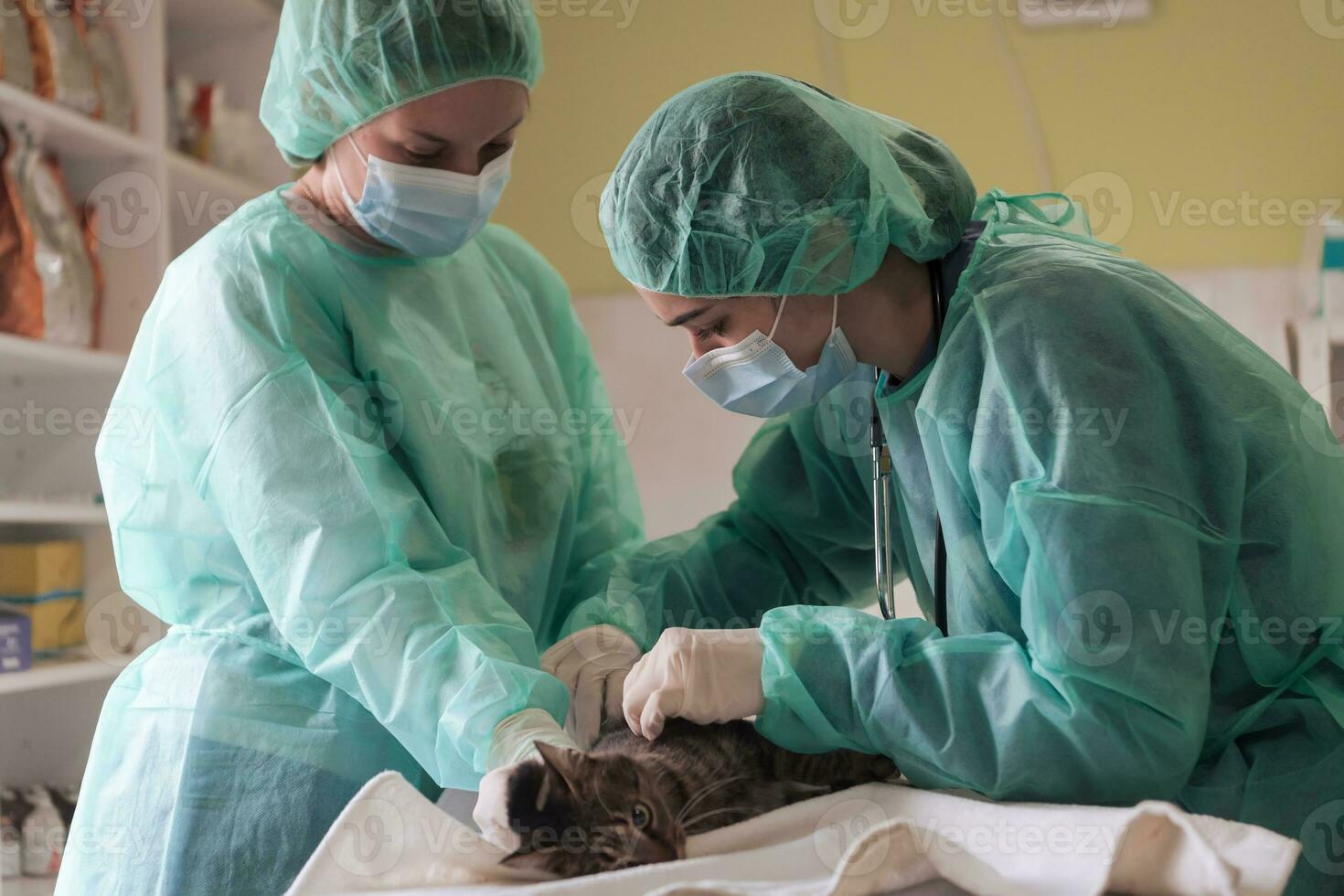 Veterinary team for treating sick cats, Maintain animal health Concept, animal hospital photo