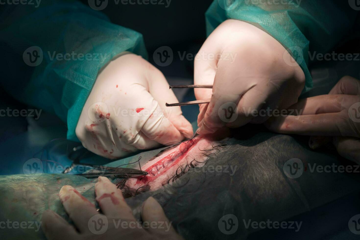 A surgeon and veterinarians team performing castration or sterilization operation on a cat in an animal hospital. photo