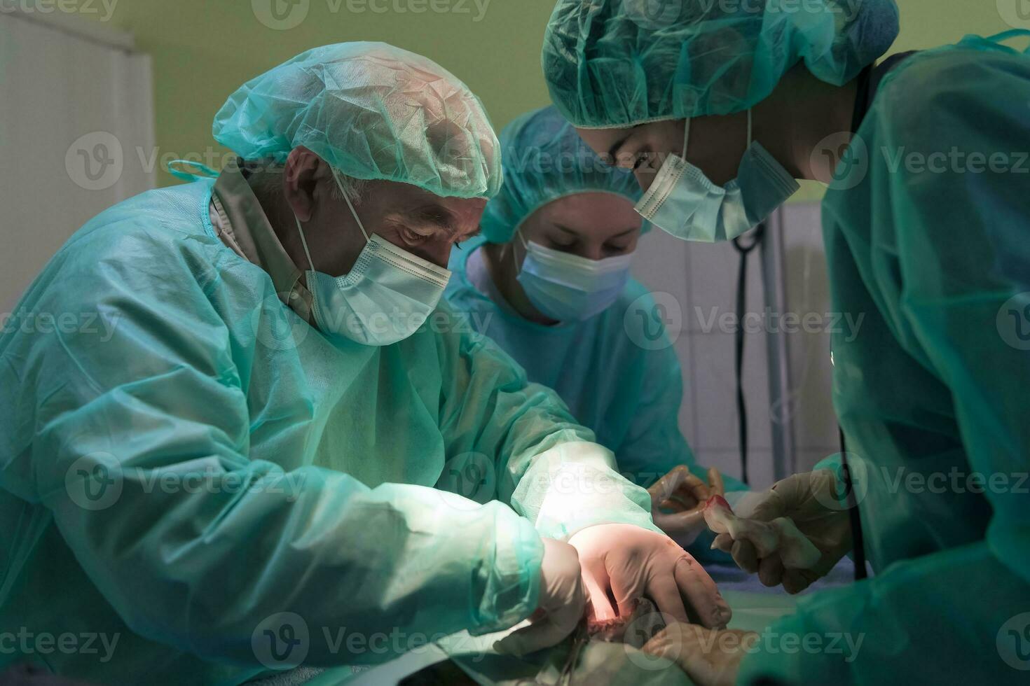 cirugía abdominal real en un gato en un hospital foto