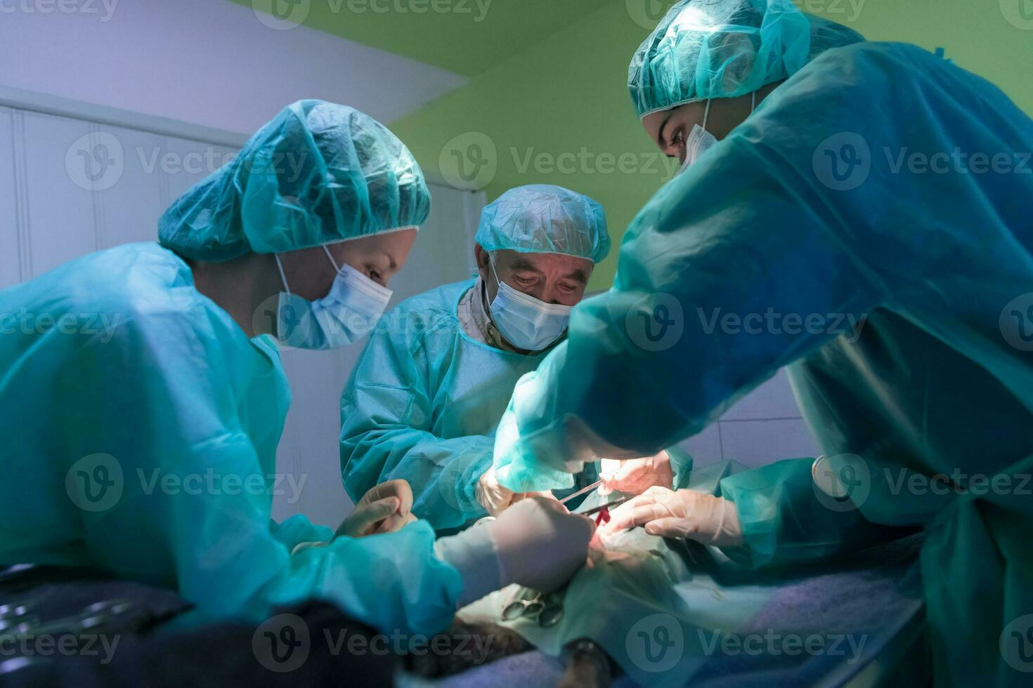 Real abdominal surgery on a cat in a hospital setting photo