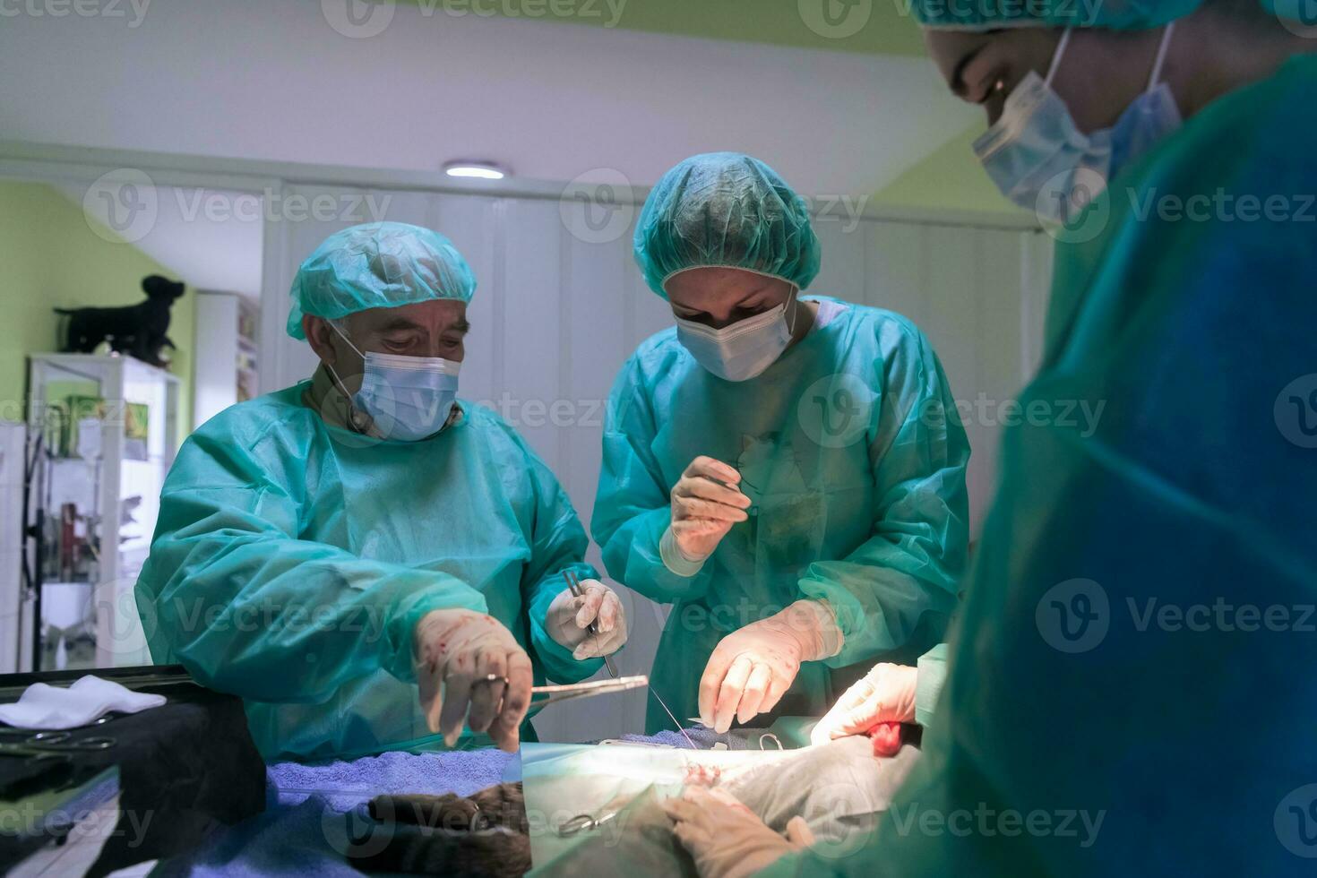 Real abdominal surgery on a cat in a hospital setting photo