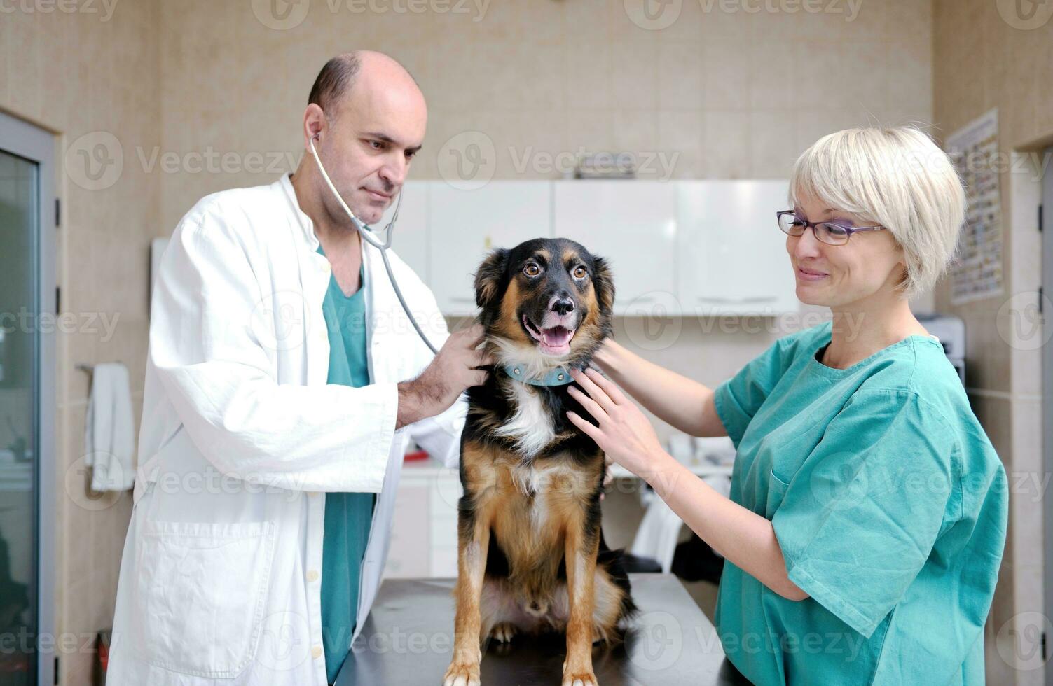 veterinarian and assistant in a small animal clinic photo