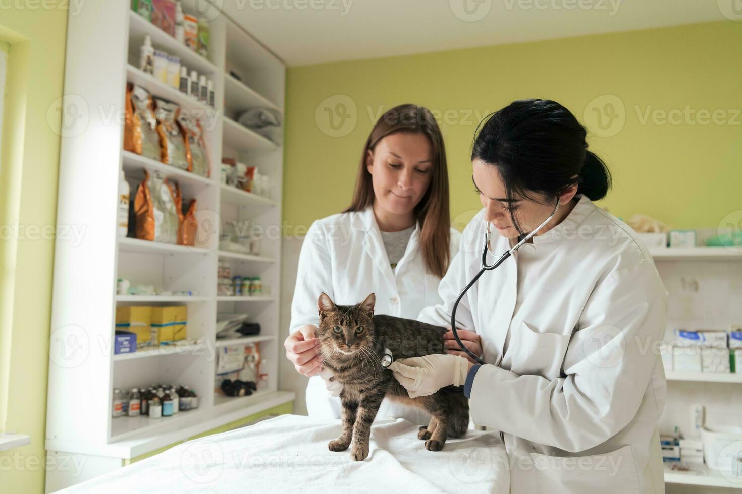 Veterinary team for treating sick cats, Maintain animal health Concept, animal hospital photo