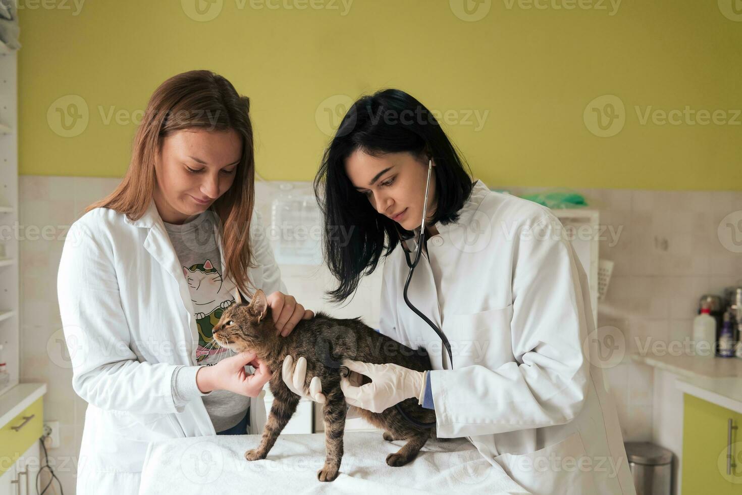 Veterinary team for treating sick cats, Maintain animal health Concept, animal hospital photo