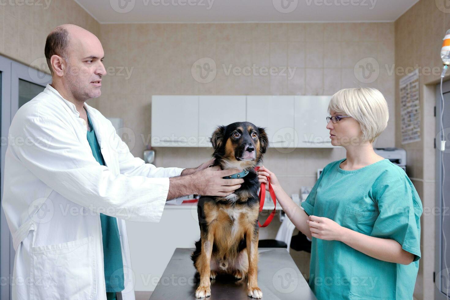 veterinarian and assistant in a small animal clinic photo