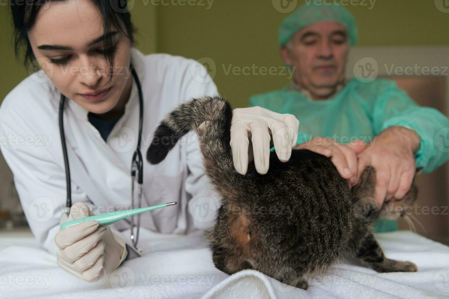 Veterinarian measuring the temperature of little kitten photo