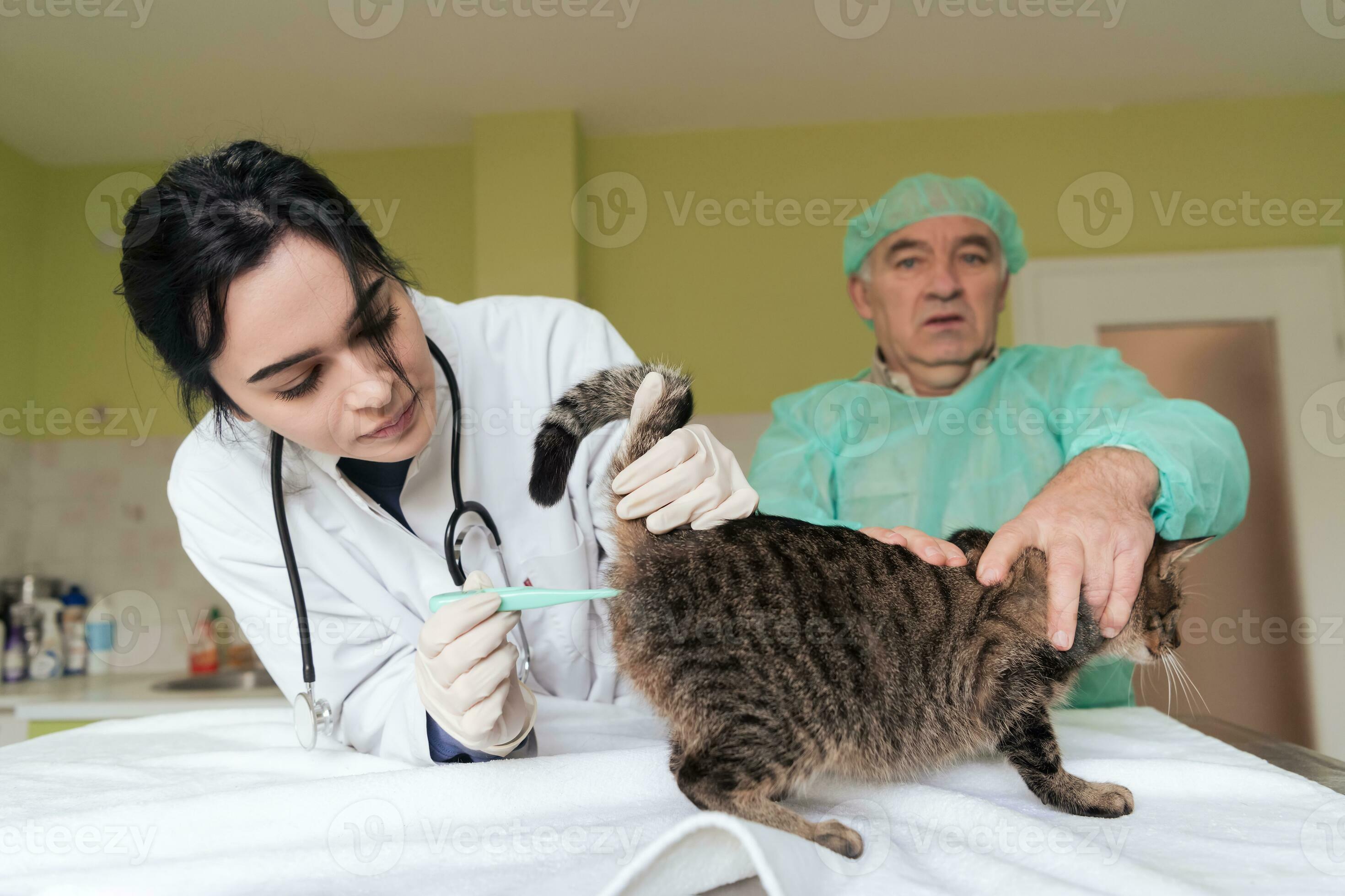 Veterinarian measuring the temperature of little kitten 31057833 Stock