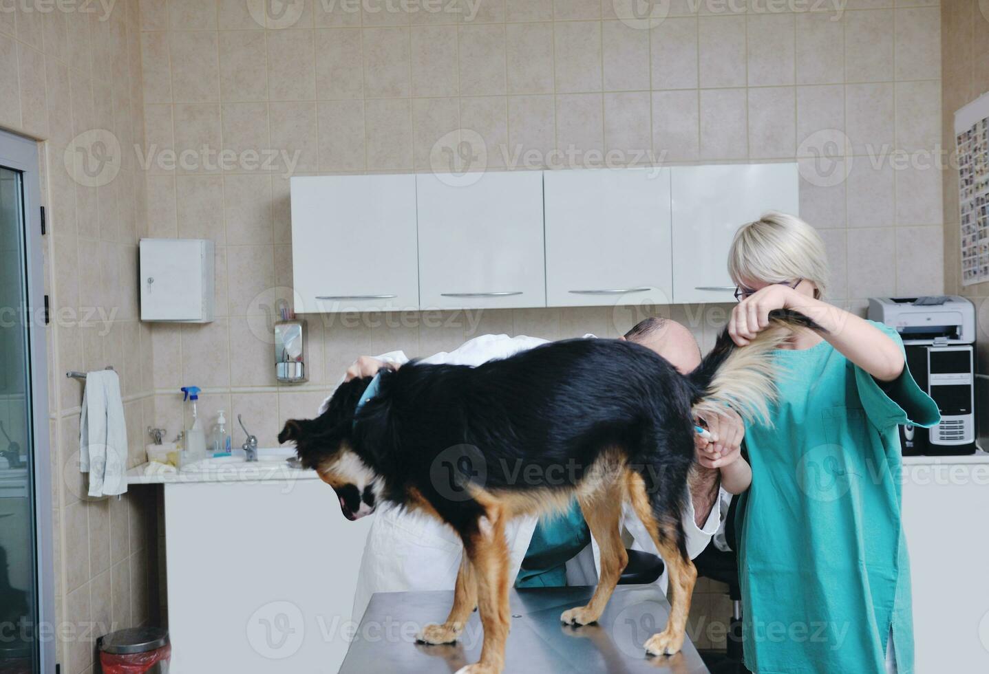 veterinarian and assistant in a small animal clinic photo