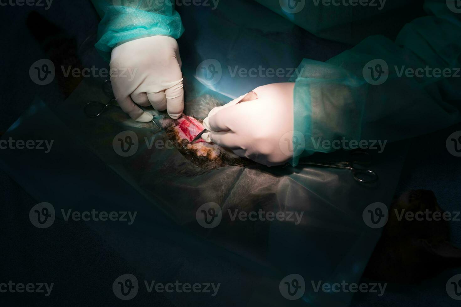 A surgeon and veterinarians team performing castration or sterilization operation on a cat in an animal hospital. photo