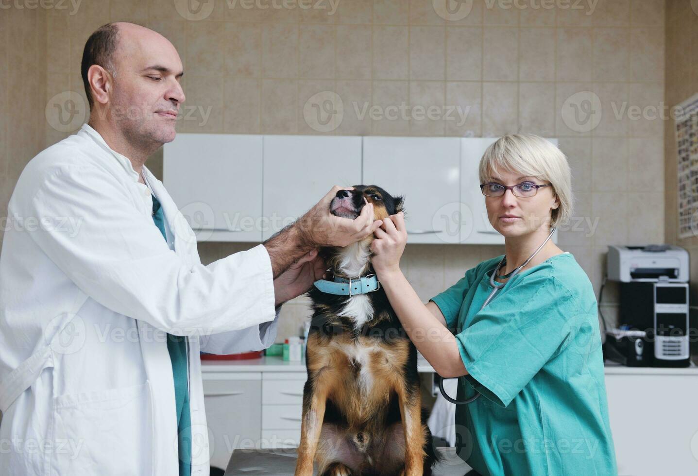 veterinarian and assistant in a small animal clinic photo