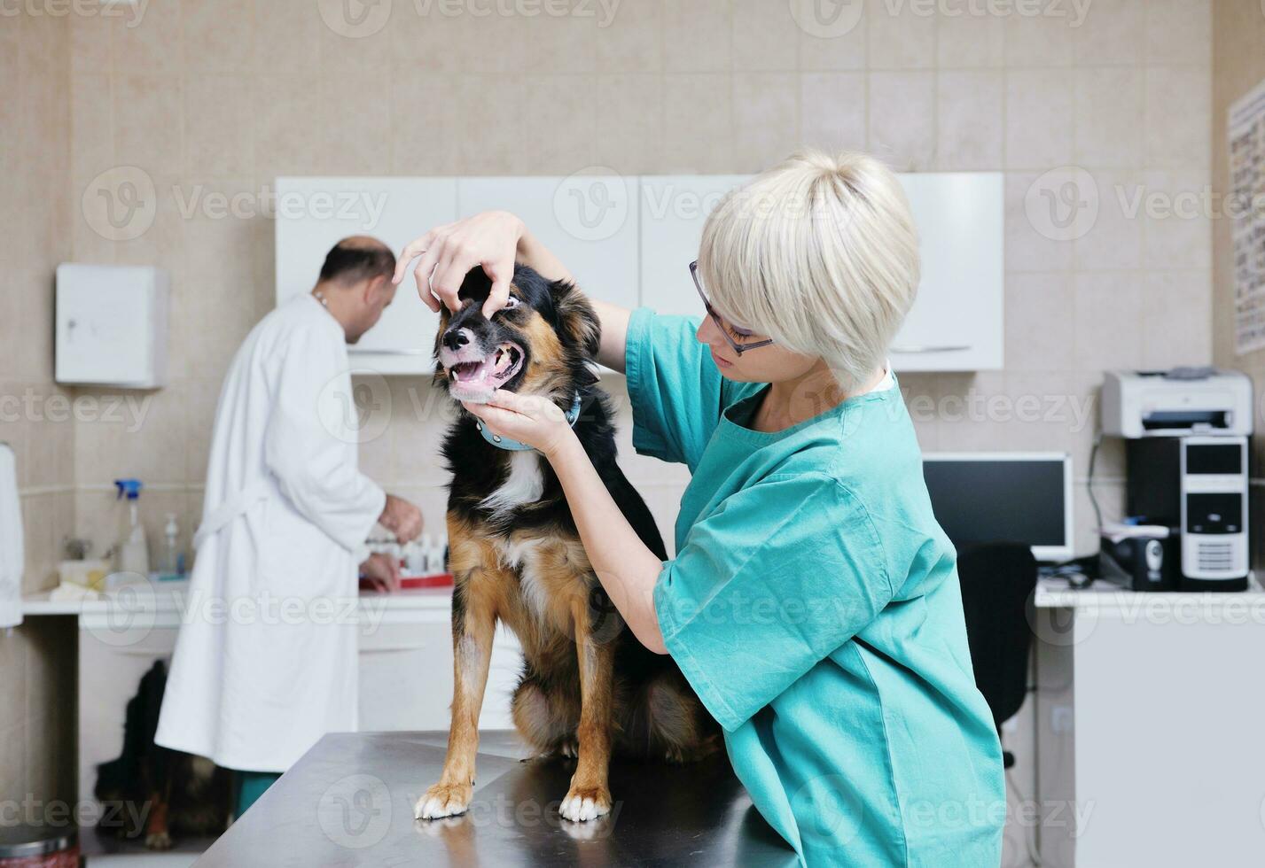 veterinarian and assistant in a small animal clinic photo