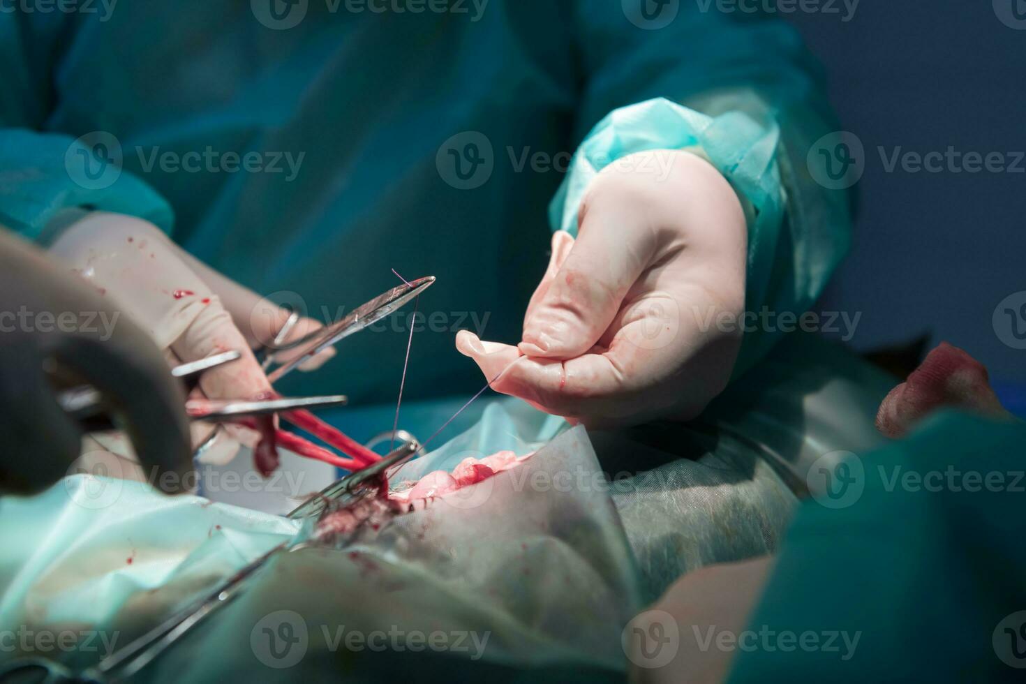 A surgeon and veterinarians team performing castration or sterilization operation on a cat in an animal hospital. photo