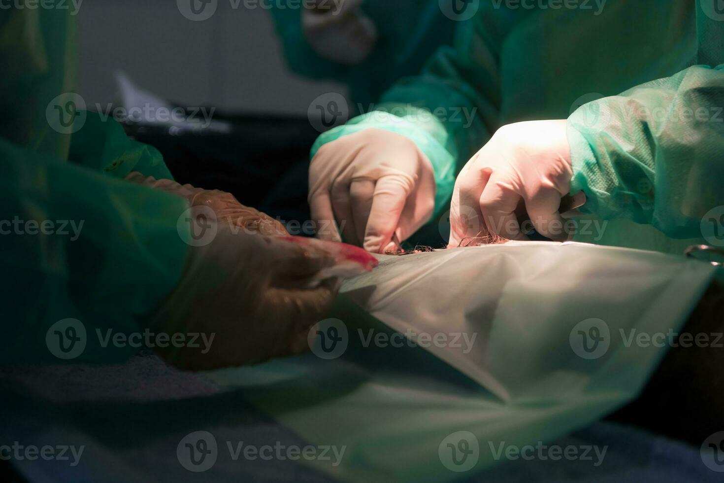 A surgeon and veterinarians team performing castration or sterilization operation on a cat in an animal hospital. photo