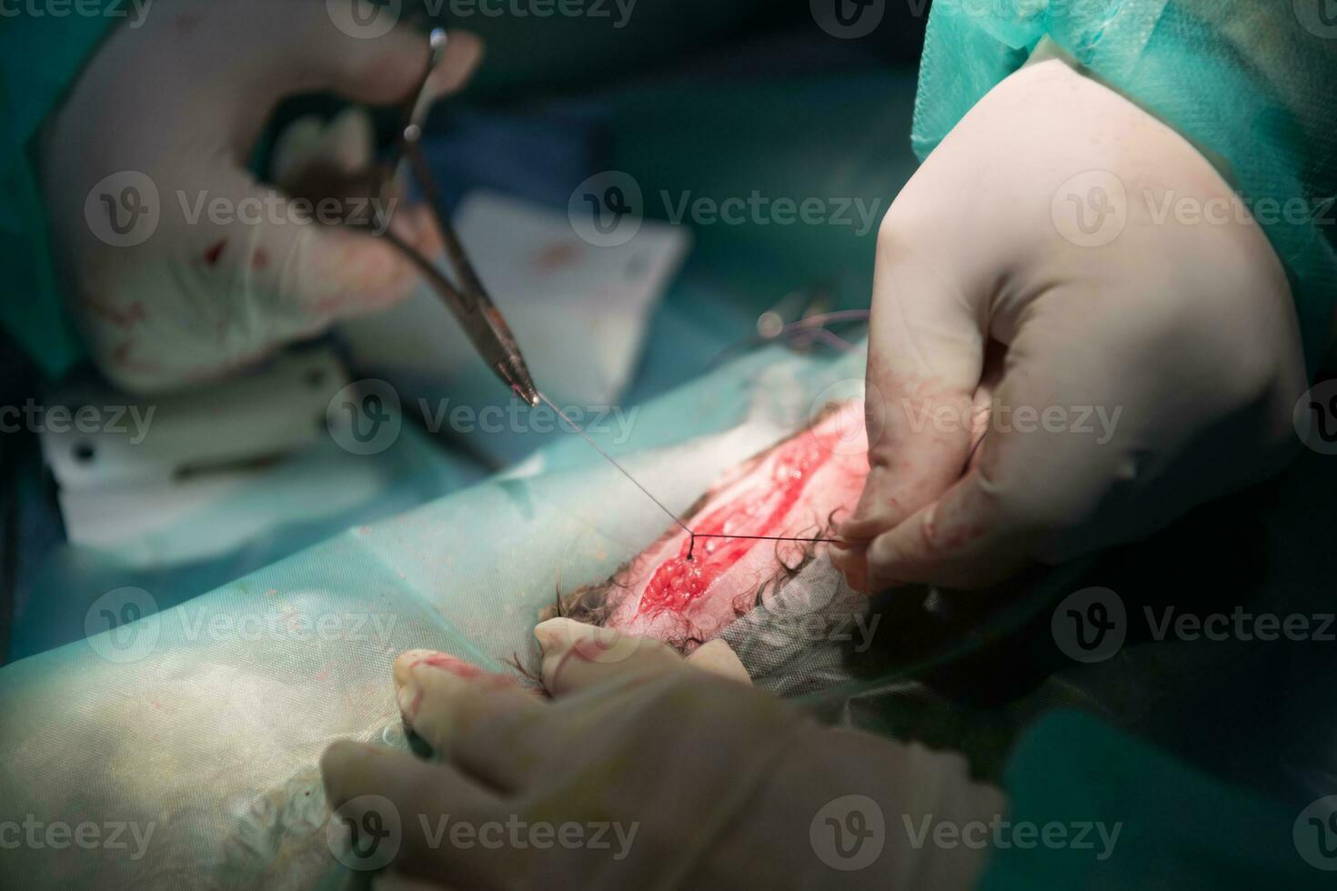 A surgeon and veterinarians team performing castration or sterilization operation on a cat in an animal hospital. photo