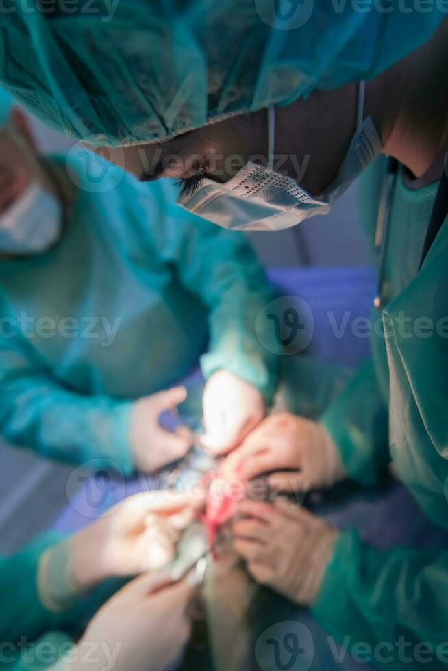 A surgeon and veterinarians team performing castration or sterilization operation on a cat in an animal hospital. photo