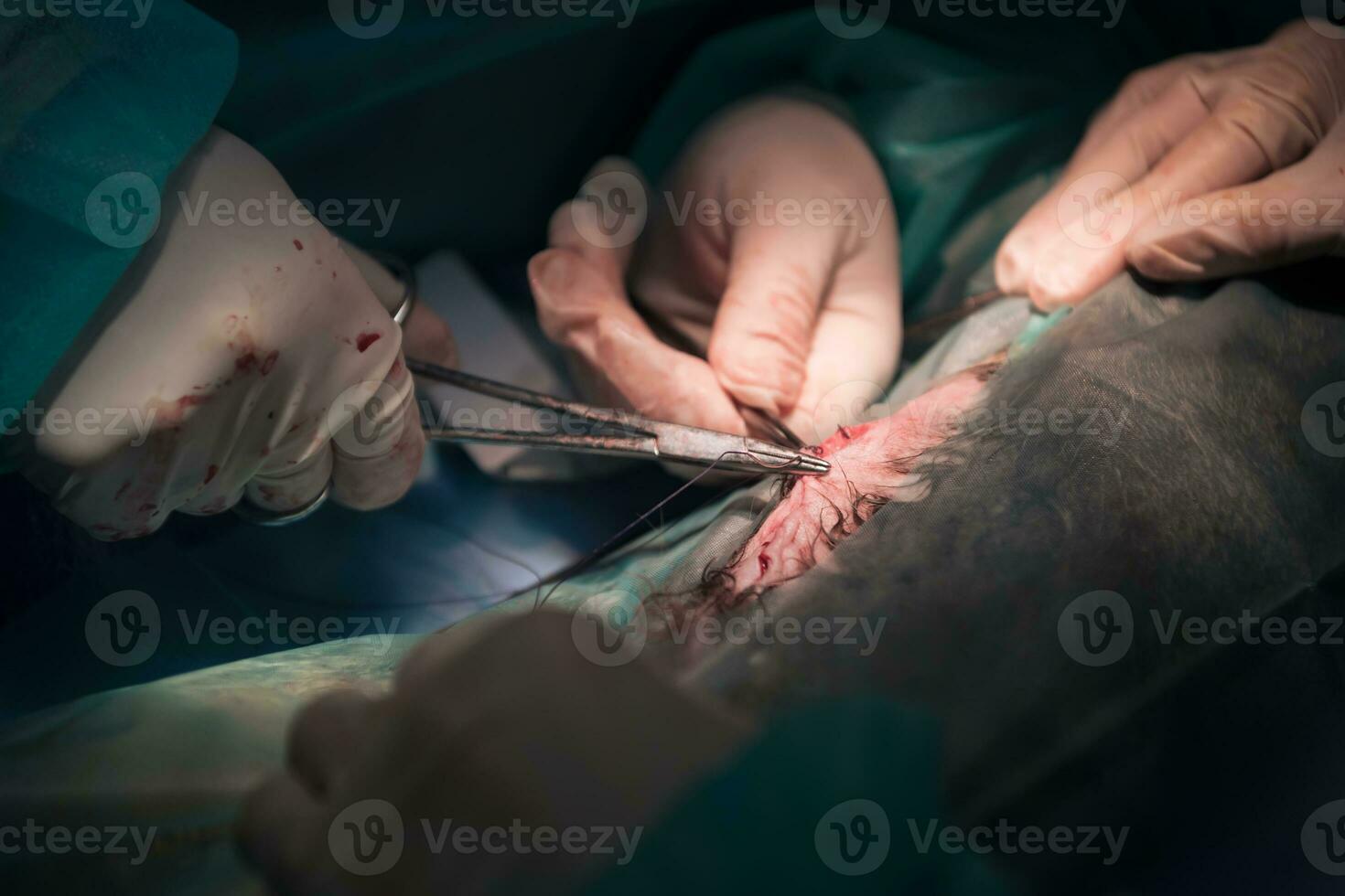 A surgeon and veterinarians team performing castration or sterilization operation on a cat in an animal hospital. photo