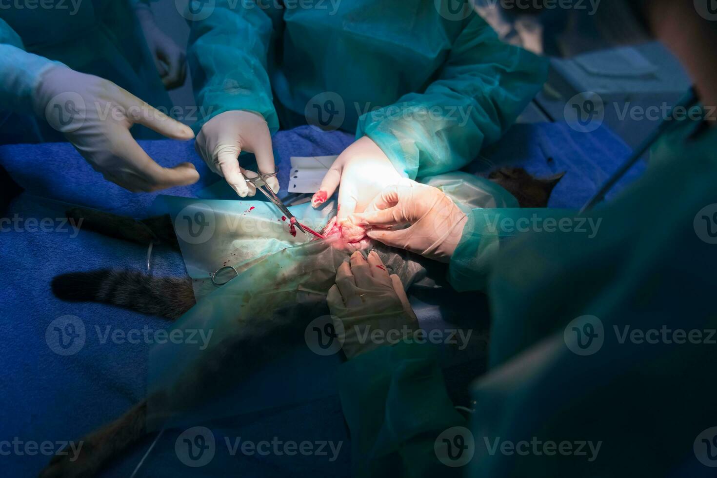 A surgeon and veterinarians team performing castration or sterilization operation on a cat in an animal hospital. photo