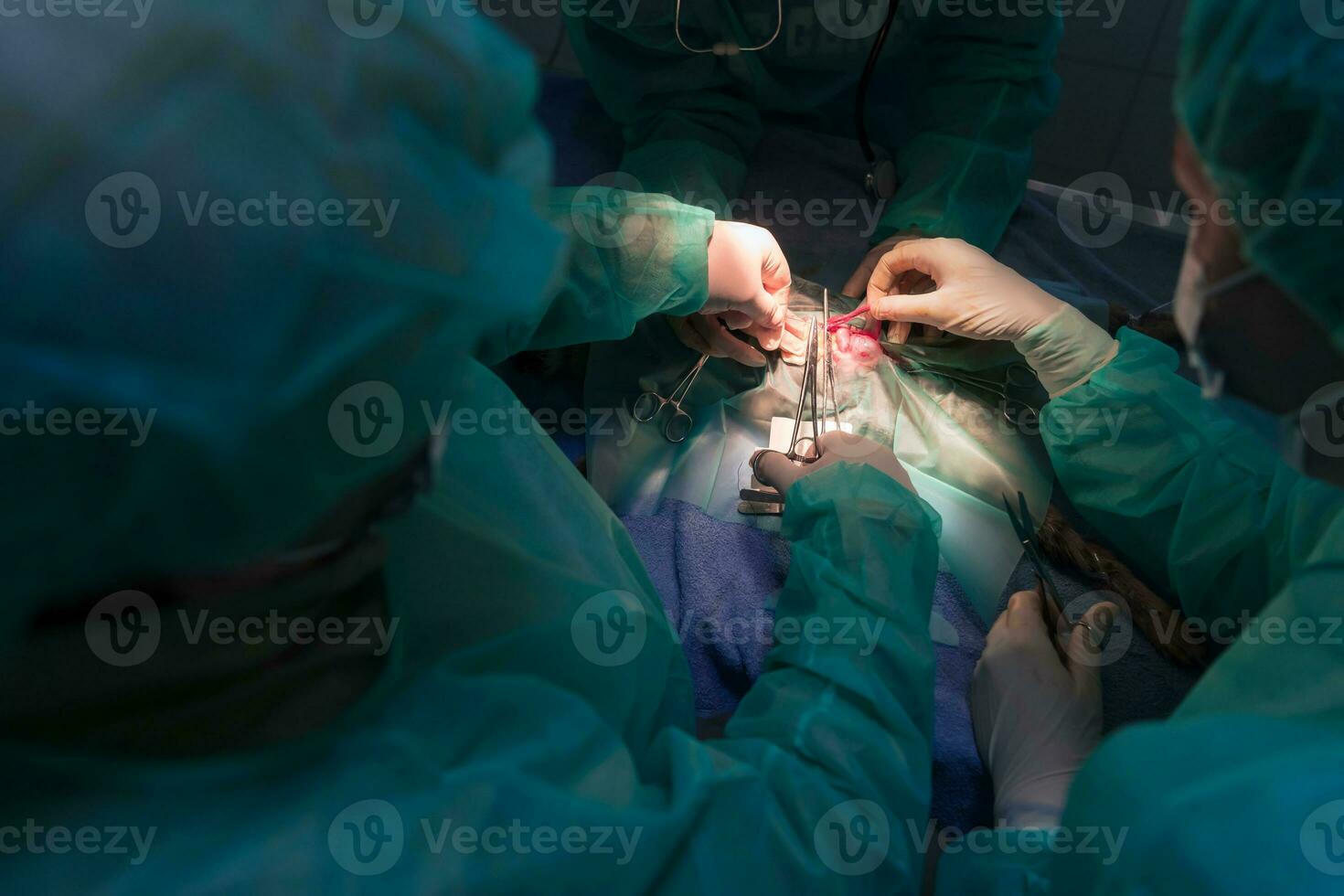 A surgeon and veterinarians team performing castration or sterilization operation on a cat in an animal hospital. photo