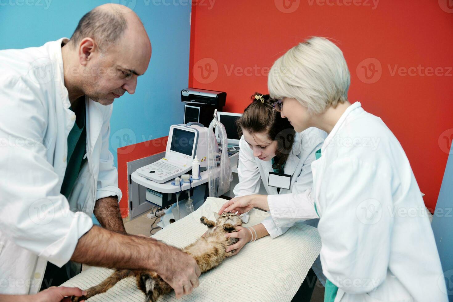 veterinarian and assistant in a small animal clinic photo