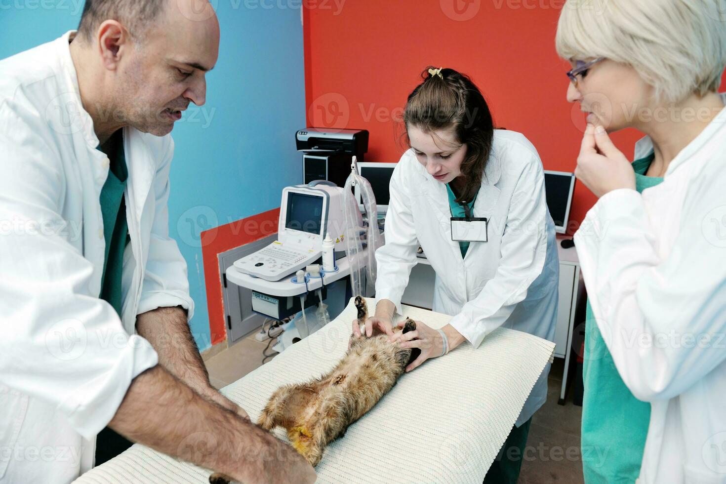 veterinarian and assistant in a small animal clinic photo