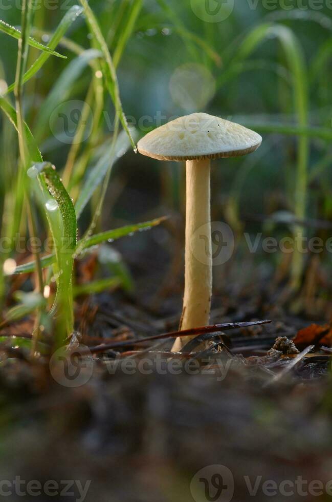 A mushroom growing in Texas on a summer day. photo