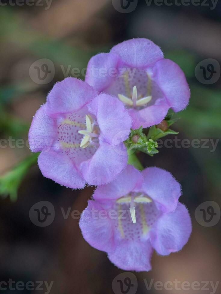 Close-up of Purple Gerardia in bloom. photo