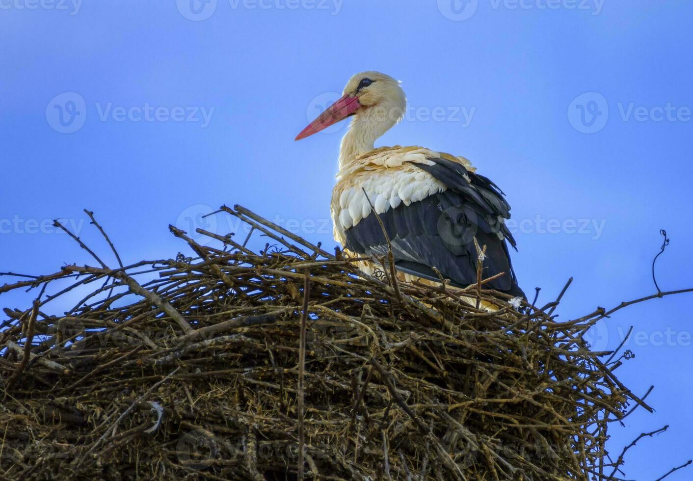 European white stork, ciconia, in the nest photo